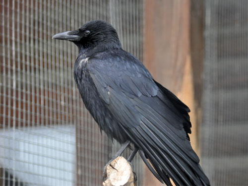 Corvus corone orientalis / Eastern carrion crow at Roev Ruchey Zoo.