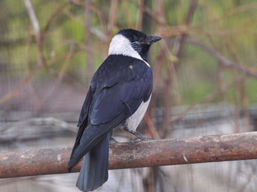 Corvus dauuricus / Daurian jackdaw at Moscow zoo