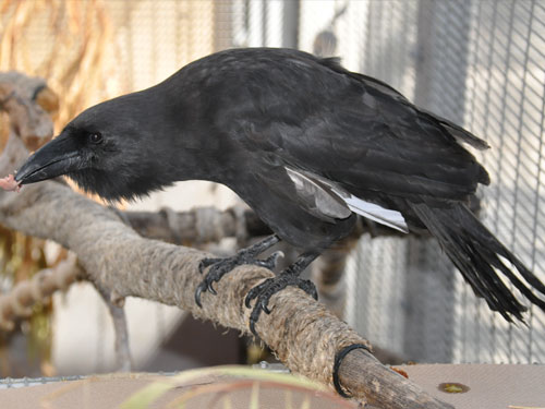 Corvus hawaiiensis / Hawaiian crow at San Diego Safari Park