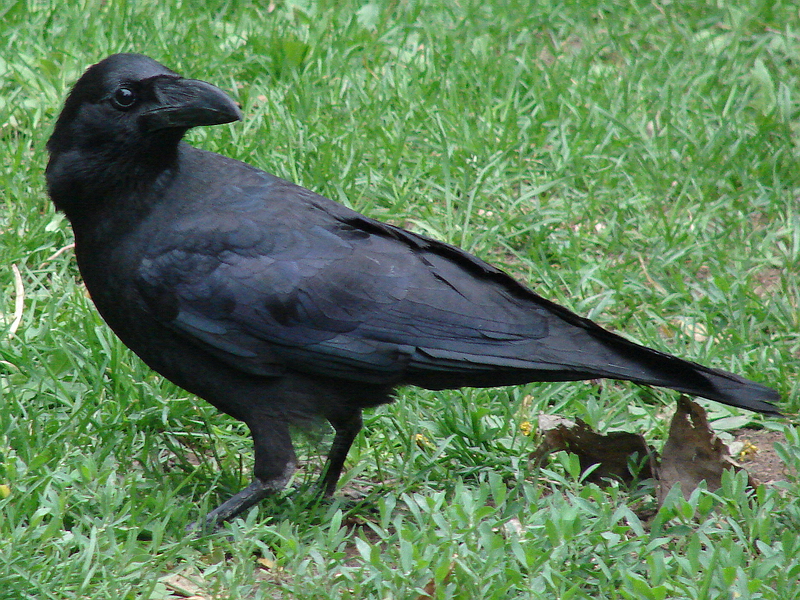 Corvus macrorhynchos mandshuricus / Jungle Crow (Hebei Province)