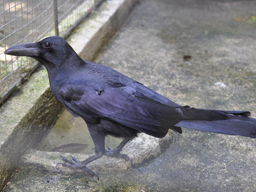 Corvus macrorhynchos philippinus / Jungle crow at Bohol Python & Wildlife Park.