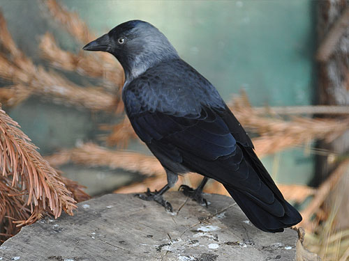 Corvus monedula monedula / Jackdaw at Moscow zoo.