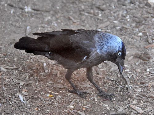 Corvus monedula soemmeringii / Jackdaw at Negev Zoo.