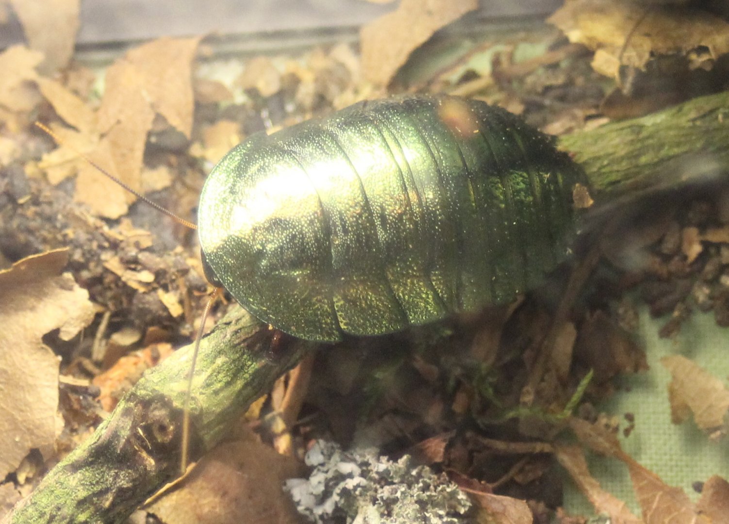 Corydidarum magnifica