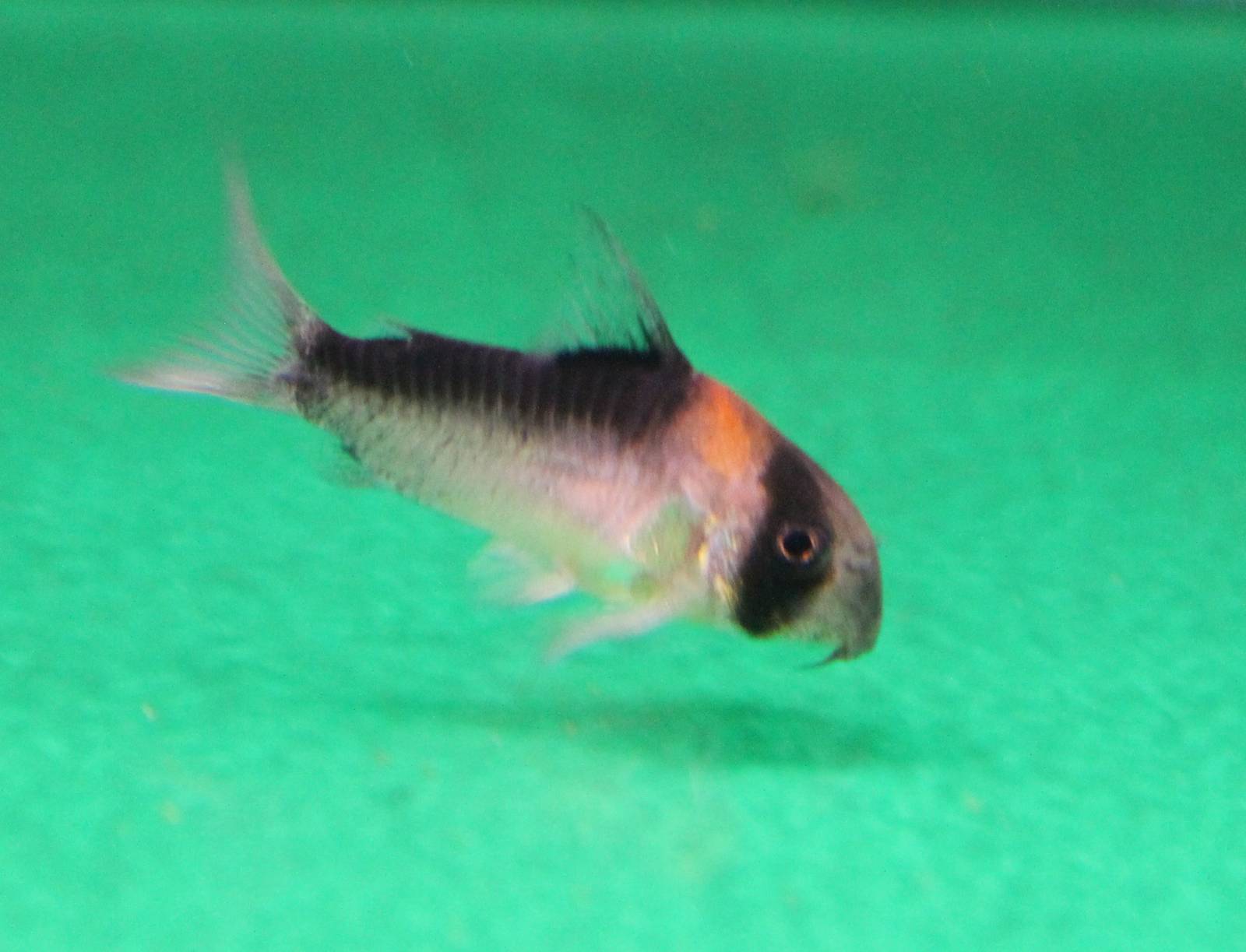Corydoras adolfoi