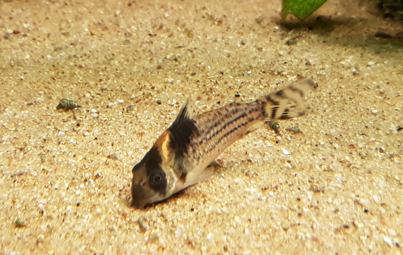 Corydoras adolfoi