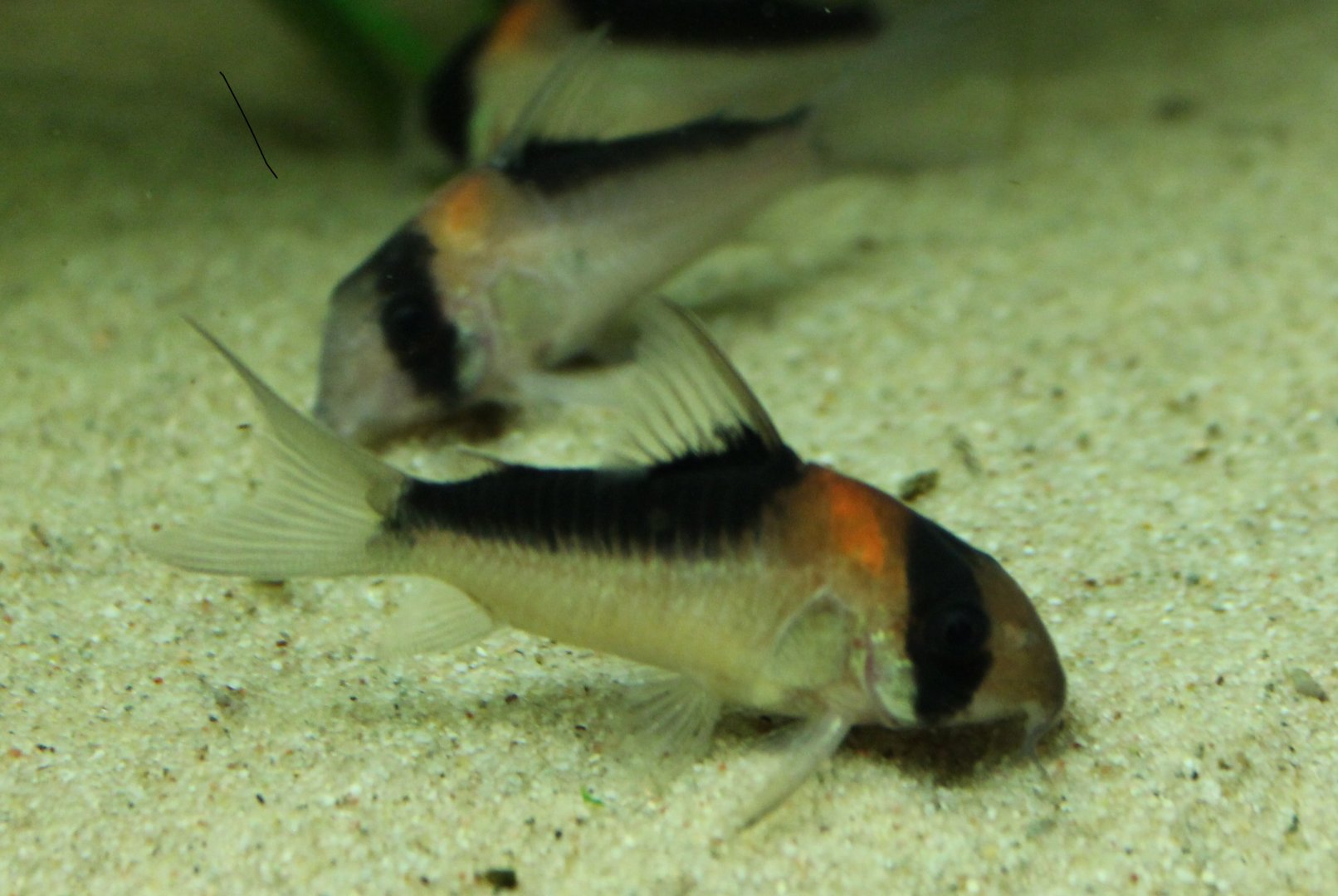 Corydoras adolfoii