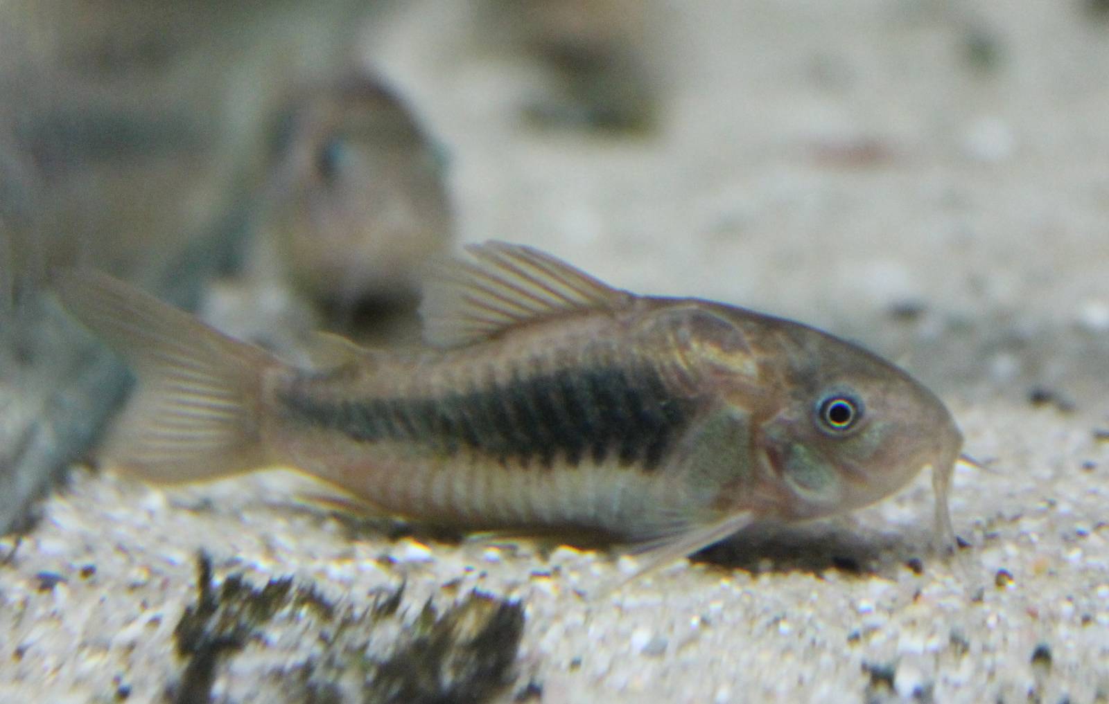 Corydoras aeneas