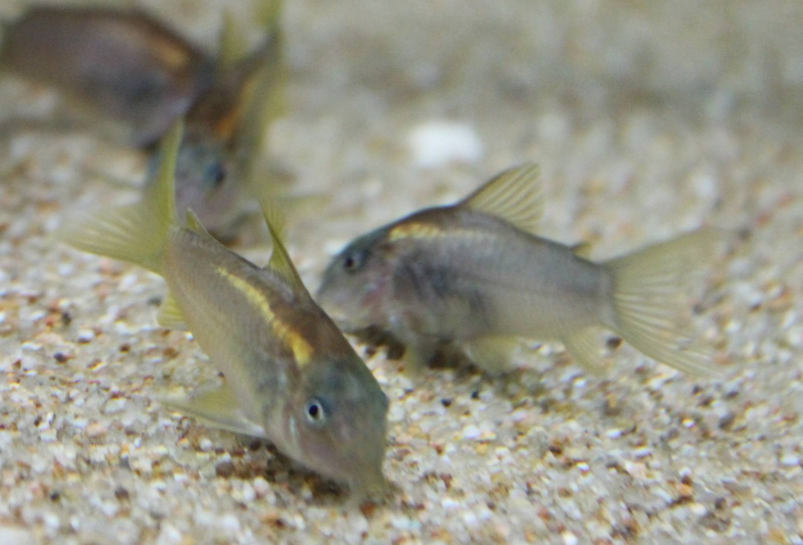 Corydoras aeneus Peru gold stripe
