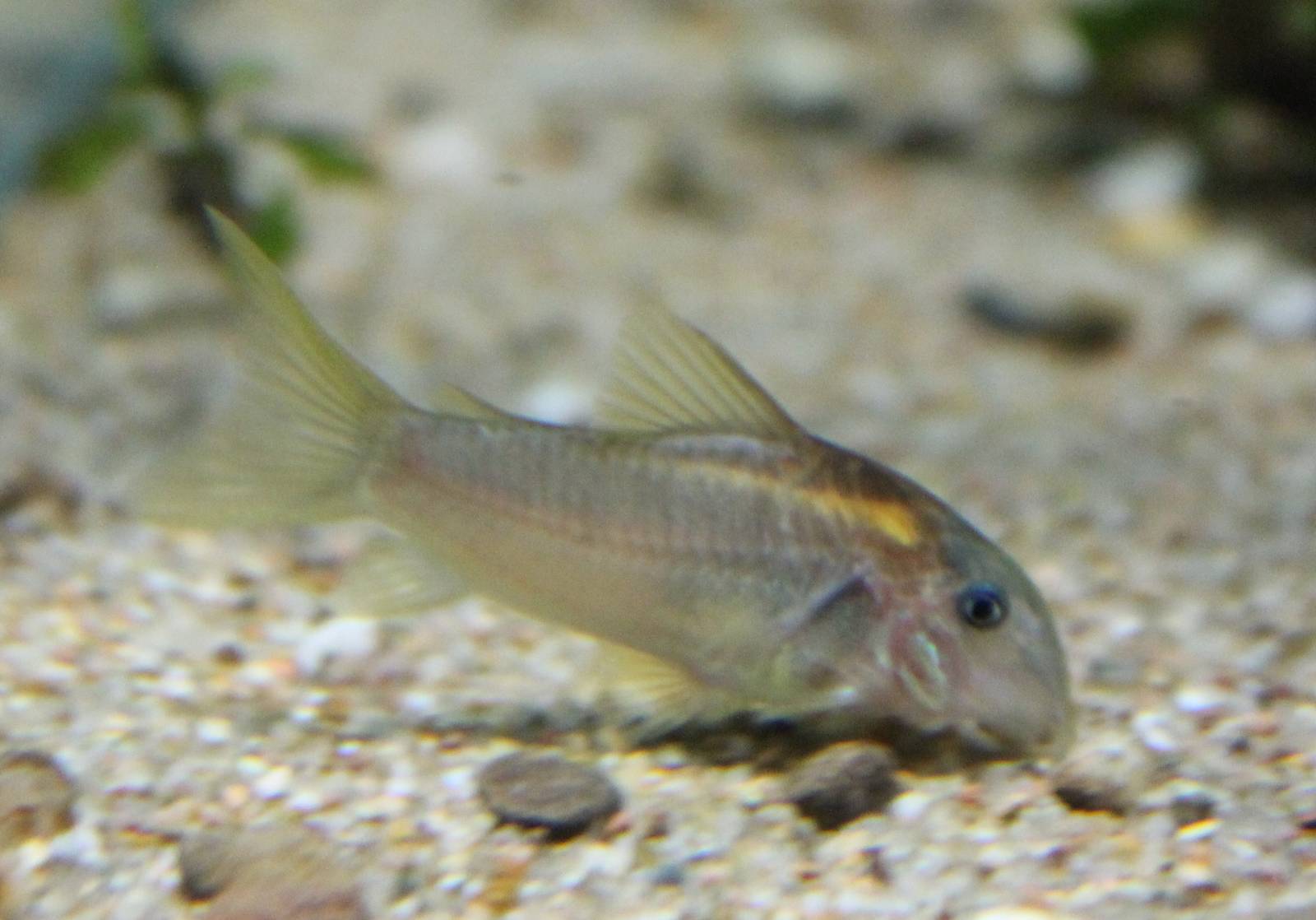 Corydoras aeneus Peru gold stripe