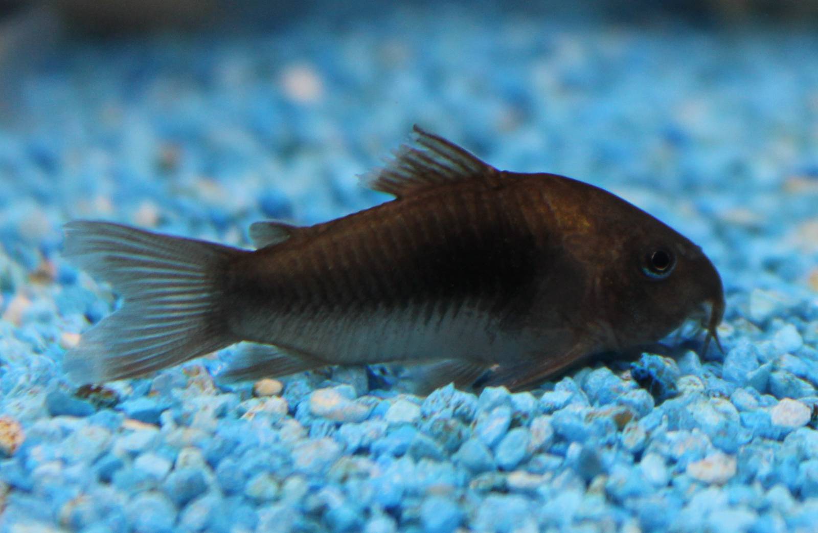 Corydoras aeneus