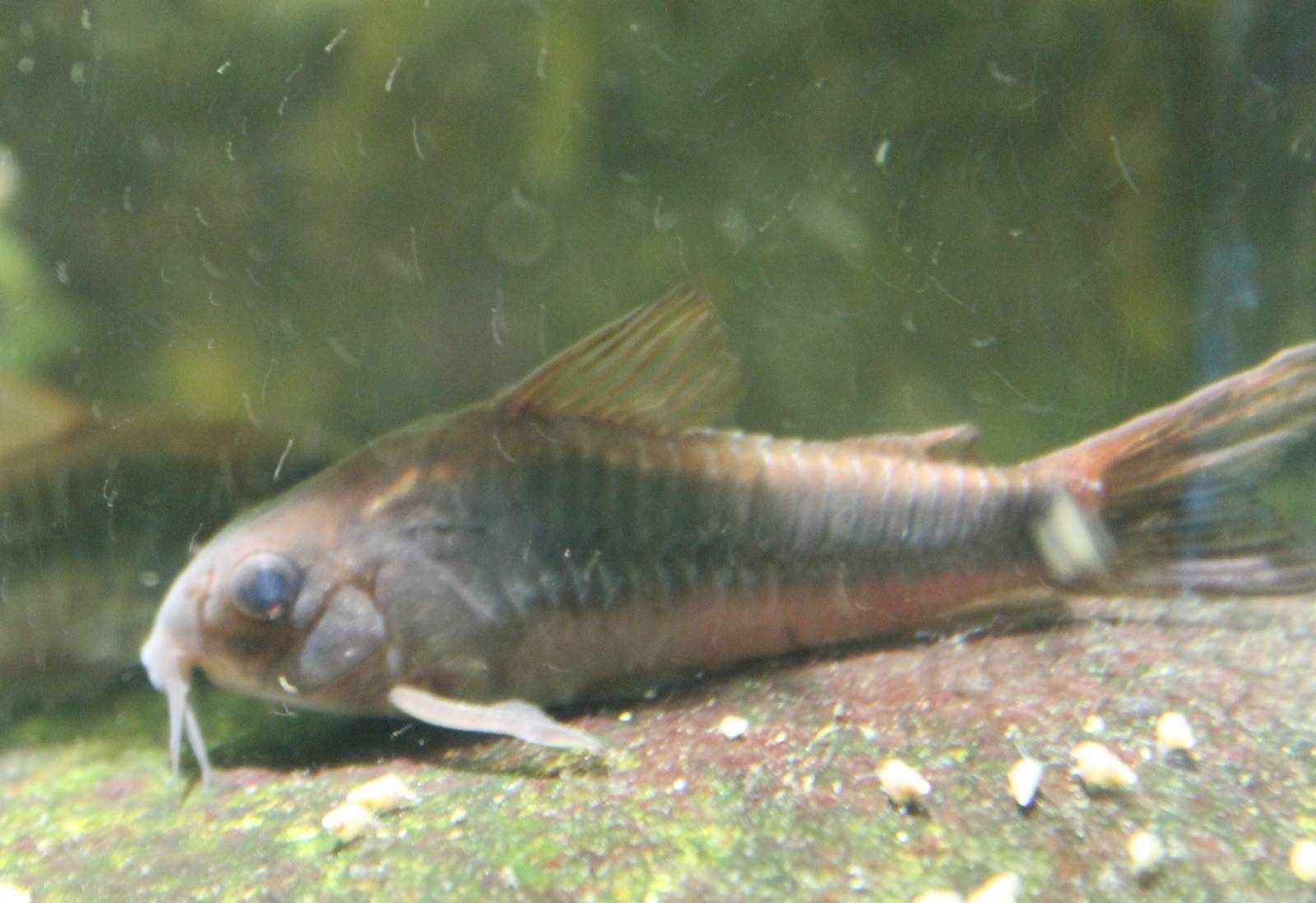 Corydoras aeneus