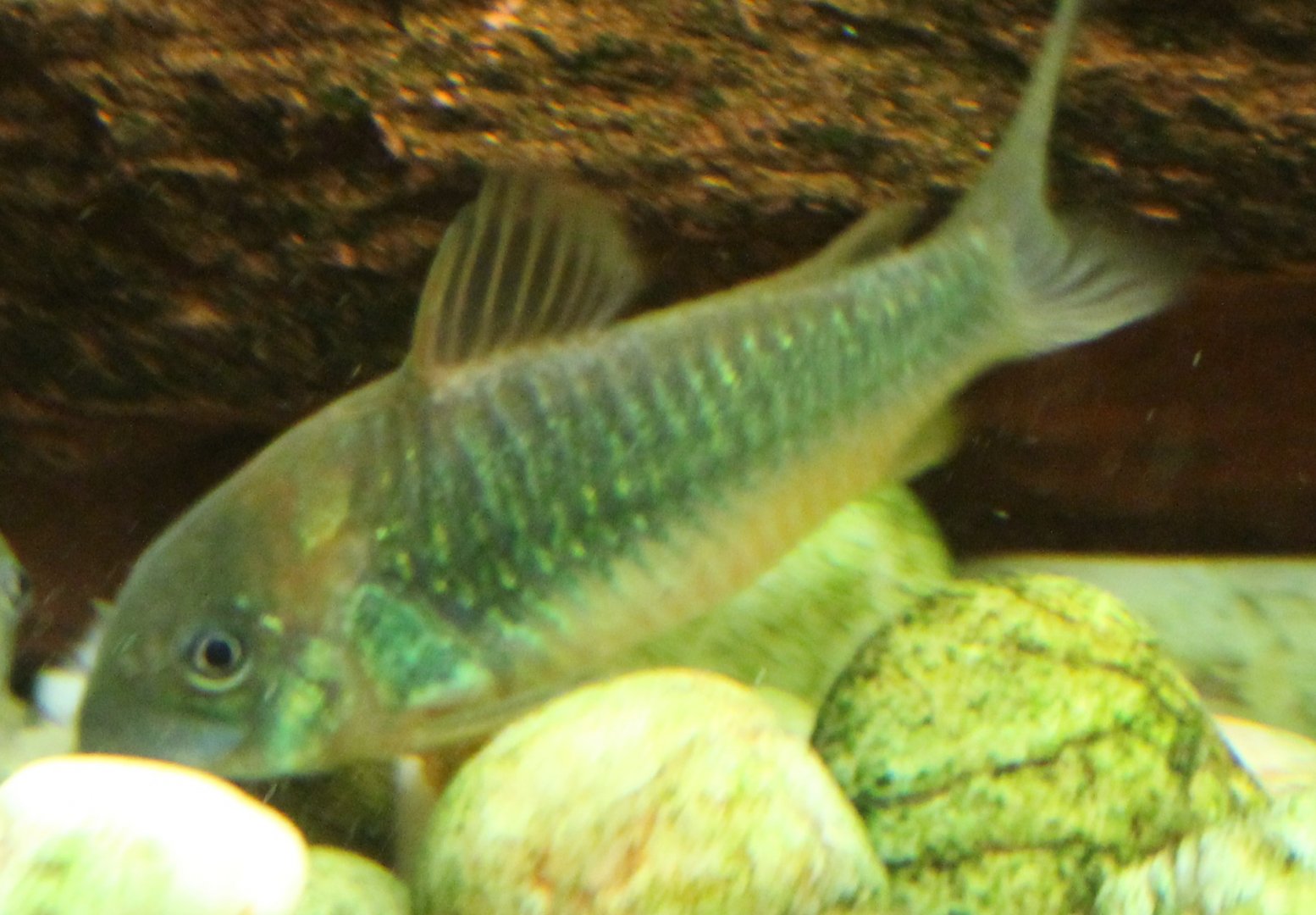 Corydoras aeneus