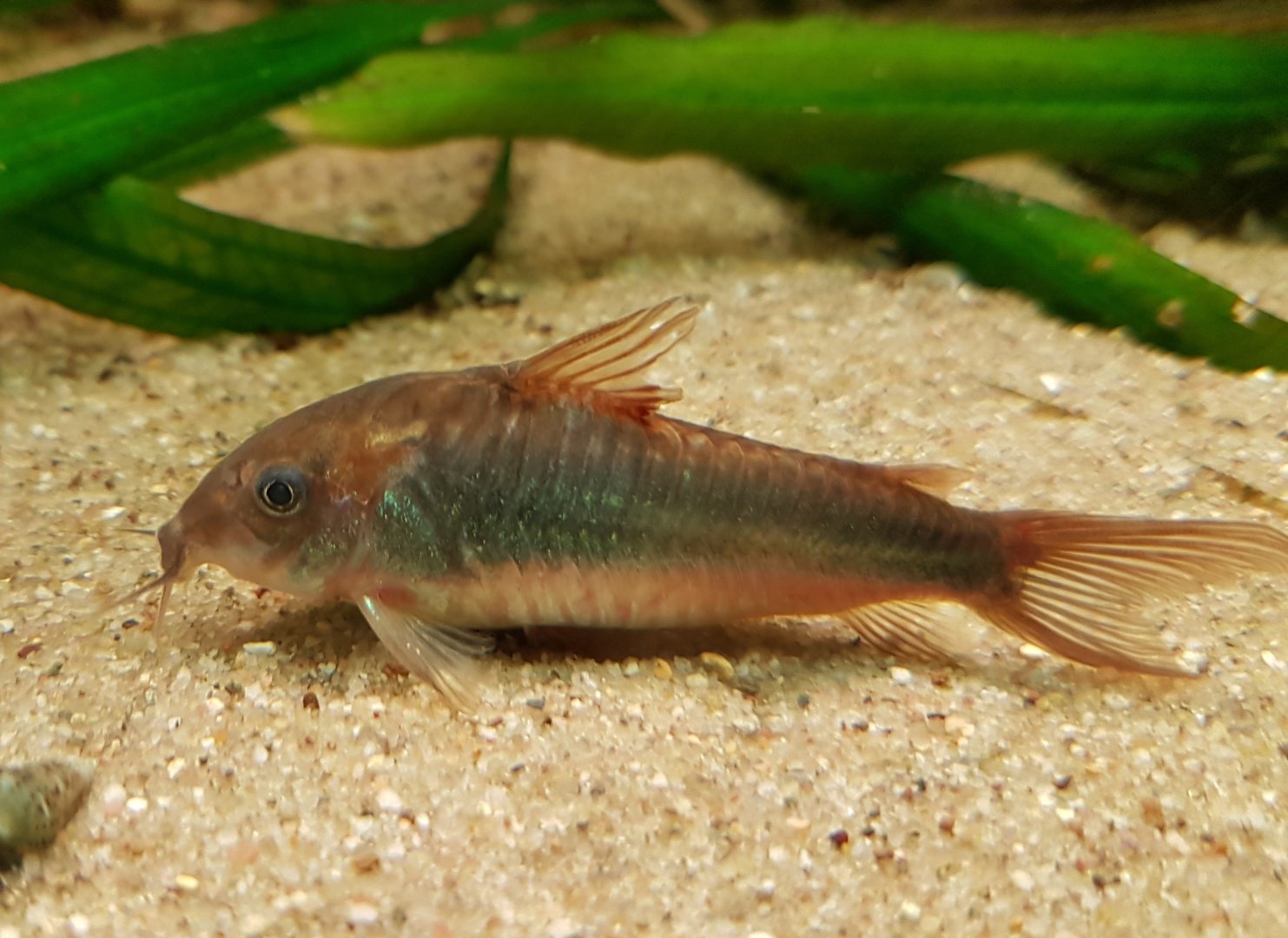 Corydoras aeneus