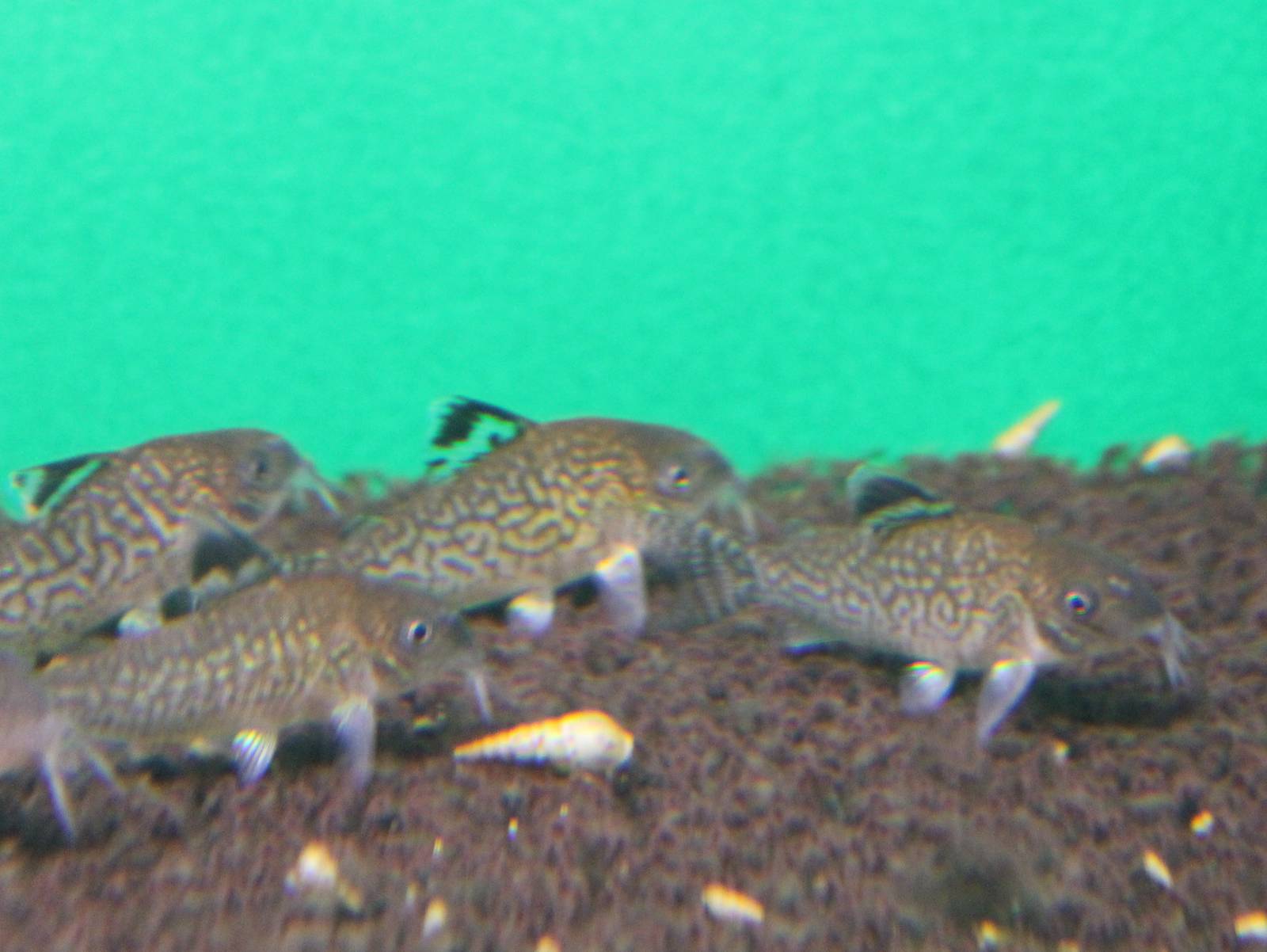 Corydoras agasizzi