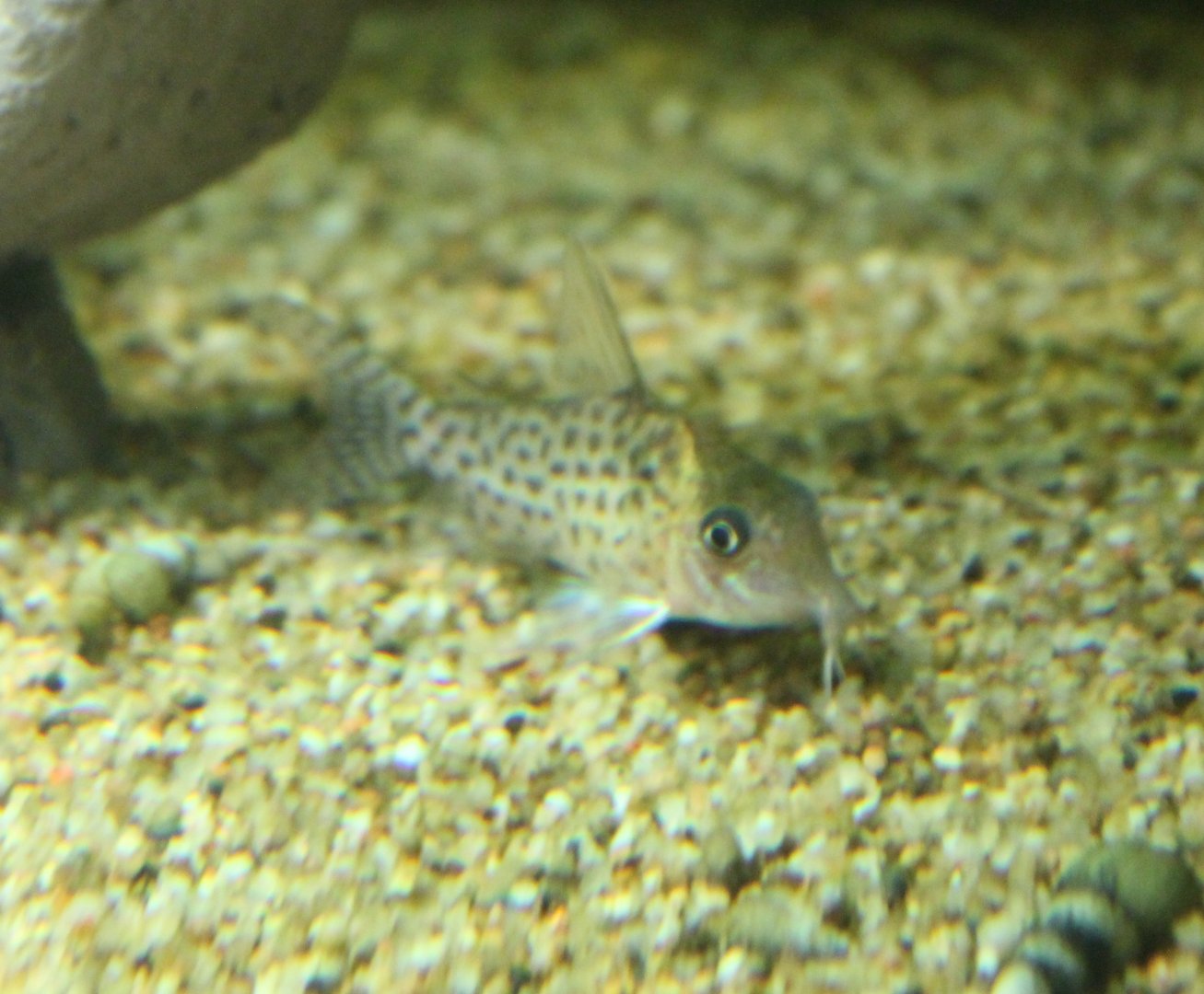 Corydoras agassizii