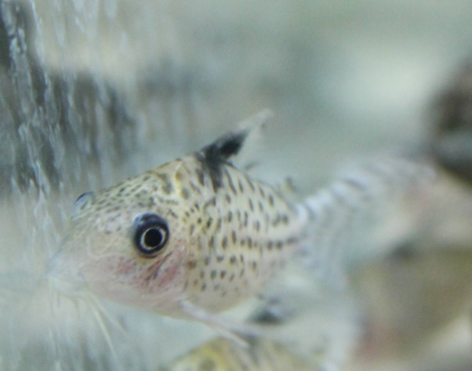 Corydoras ambiacus