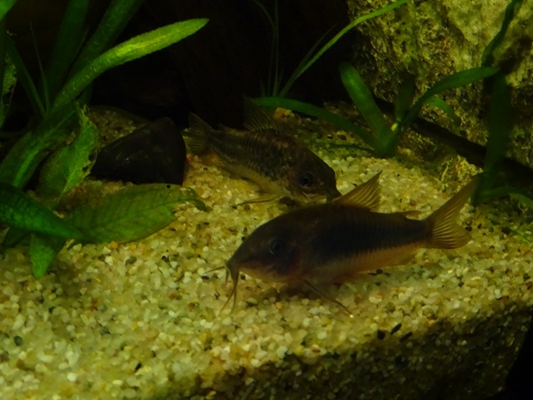 Corydoras (Aquazoo Leerdam)