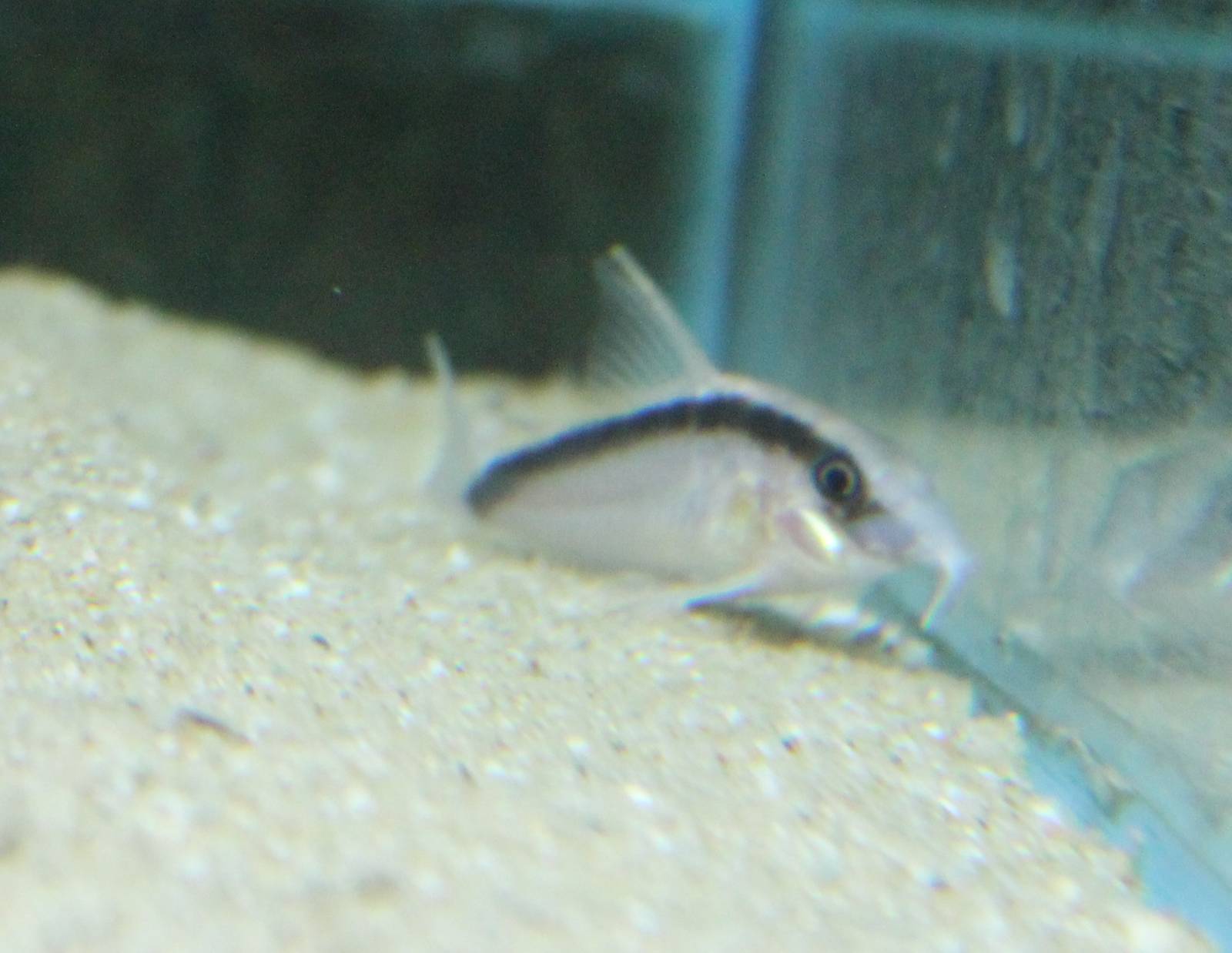 Corydoras arcuatus