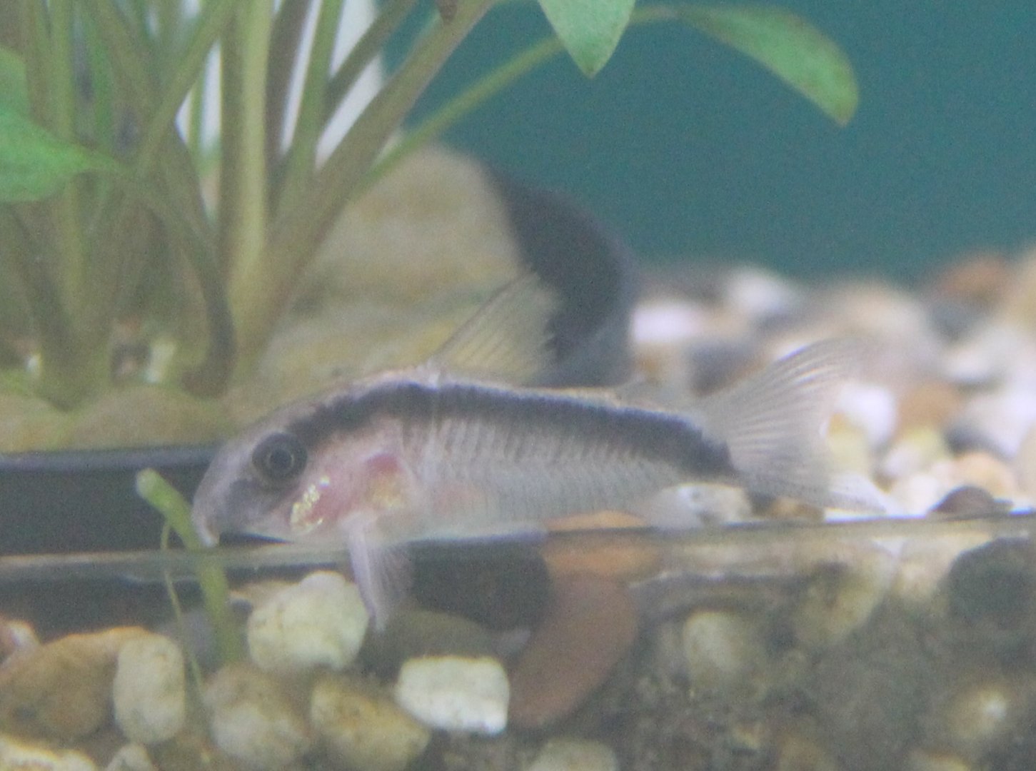 Corydoras arcuatus