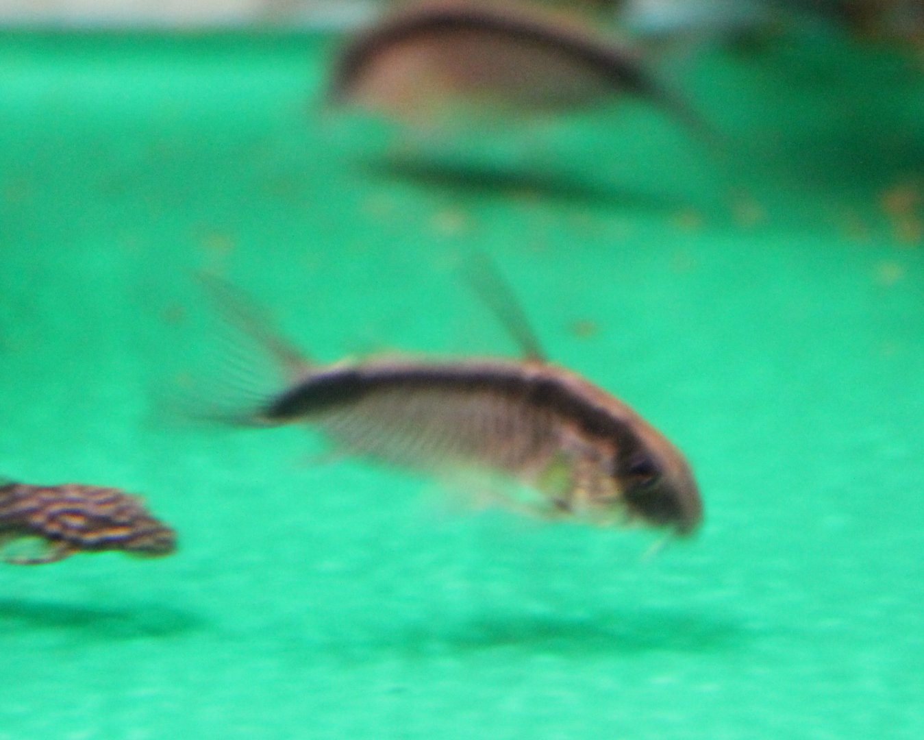 Corydoras arcutuatus