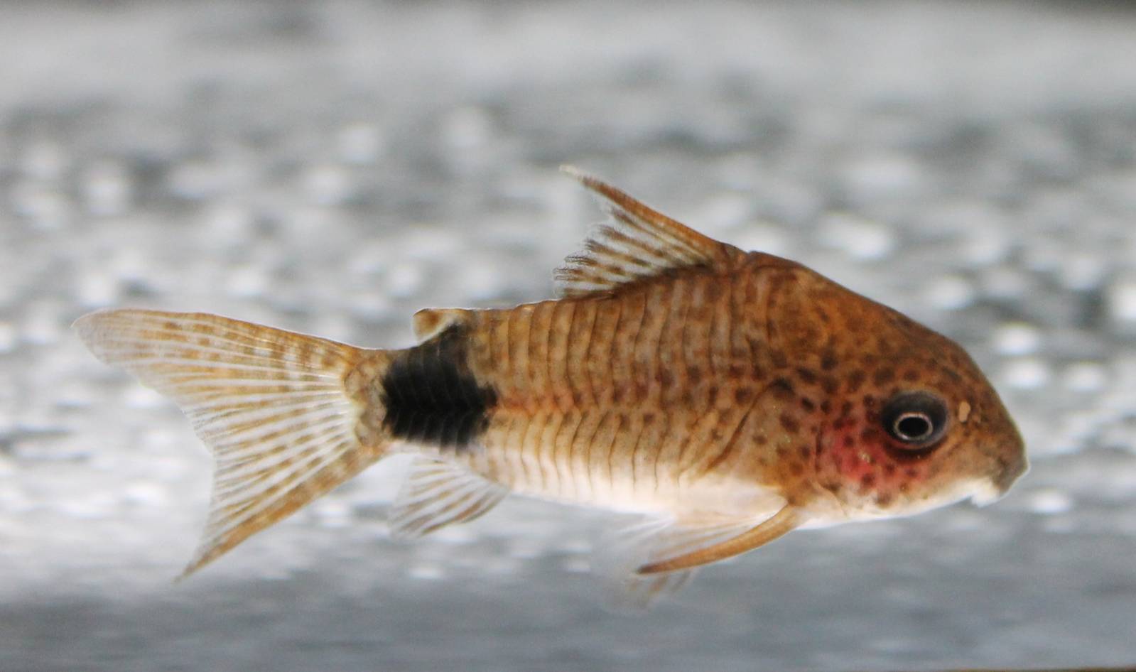 Corydoras caudimaculatus
