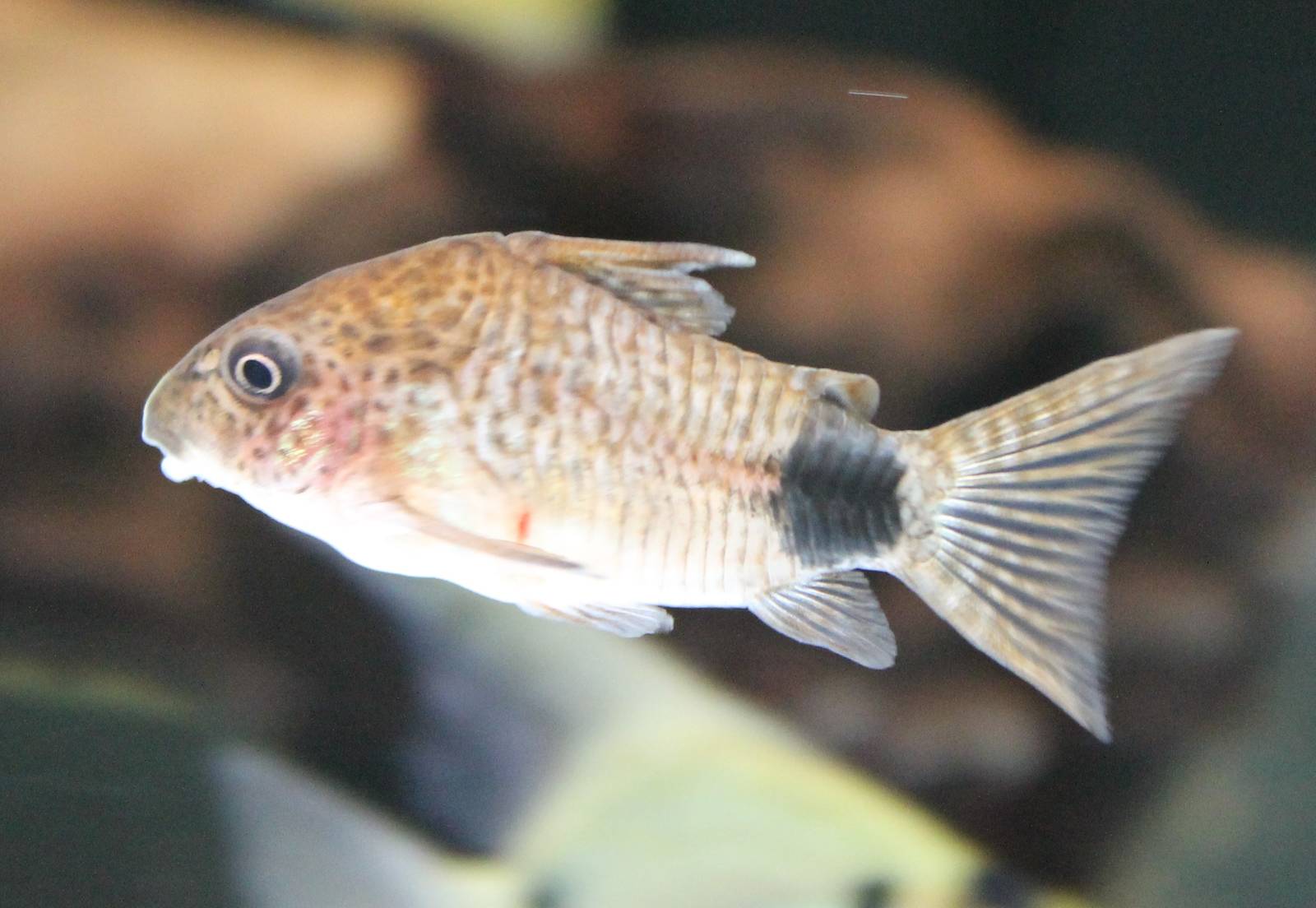 Corydoras caudimaculatus