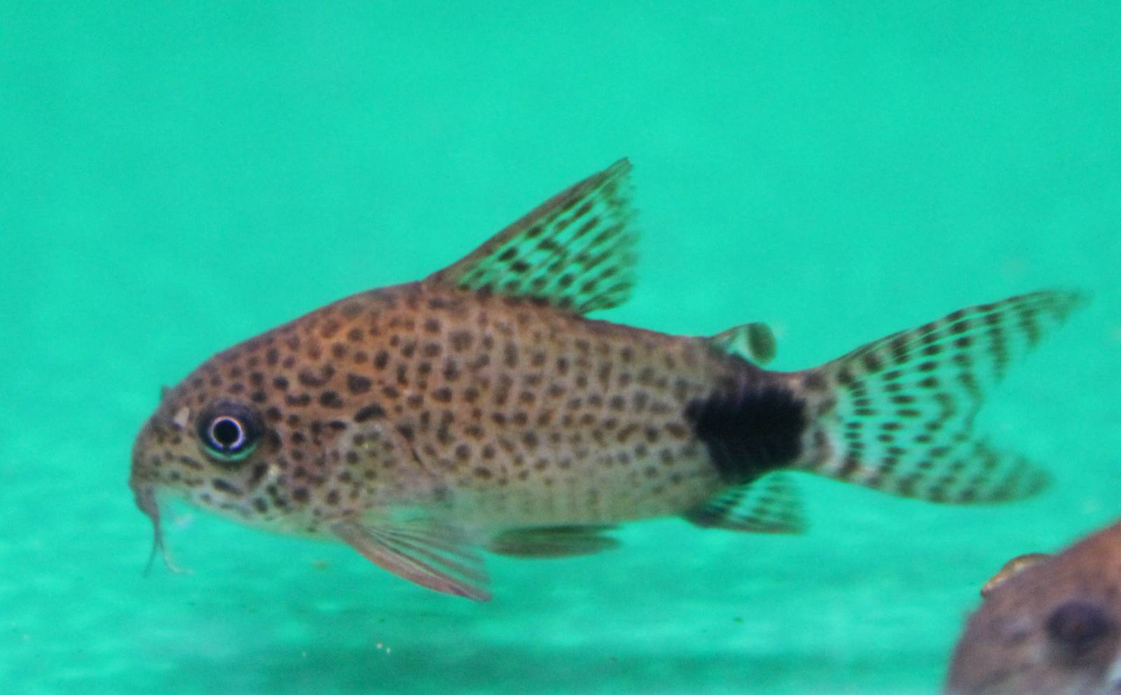 Corydoras caudimaculatus
