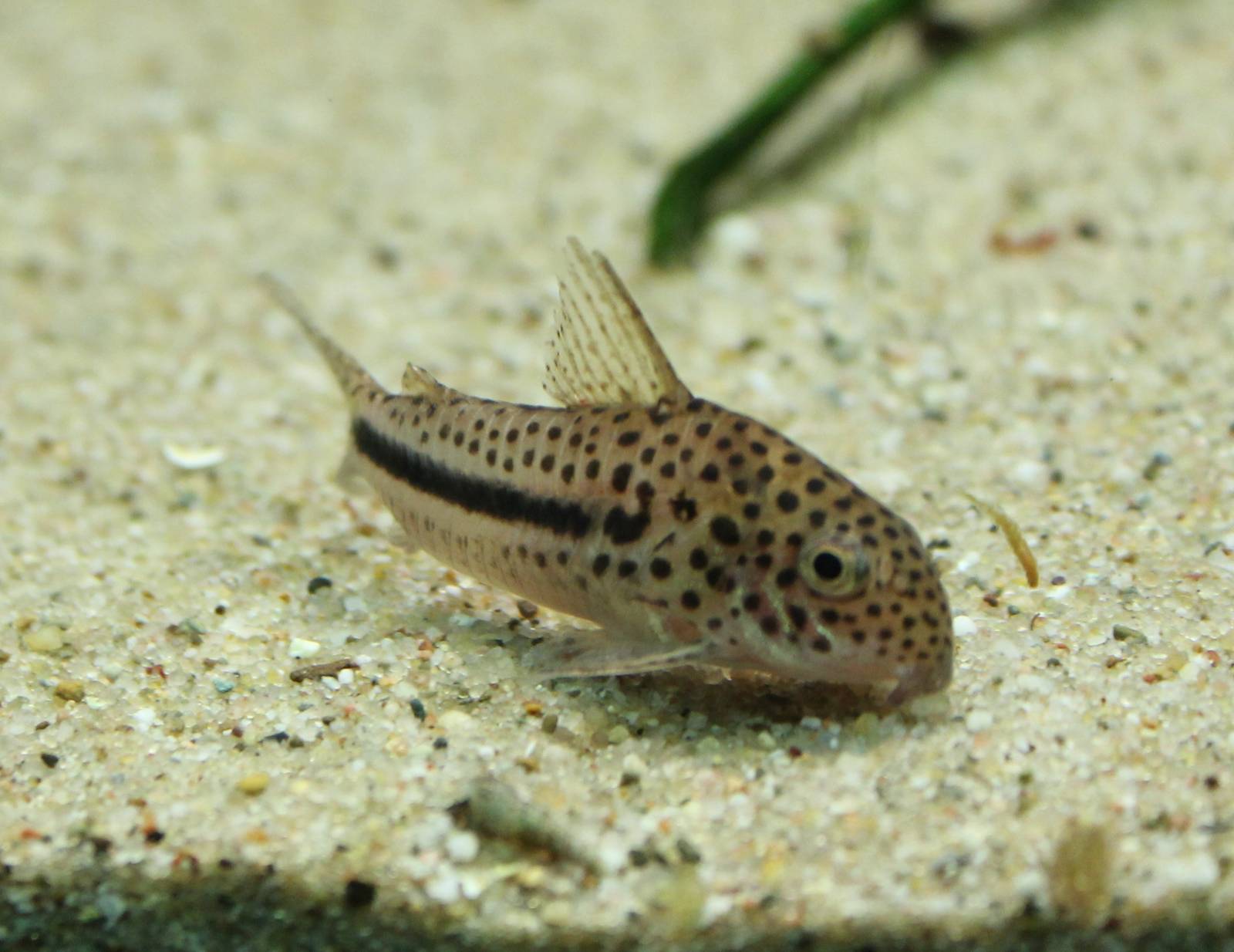 Corydoras cf bondi