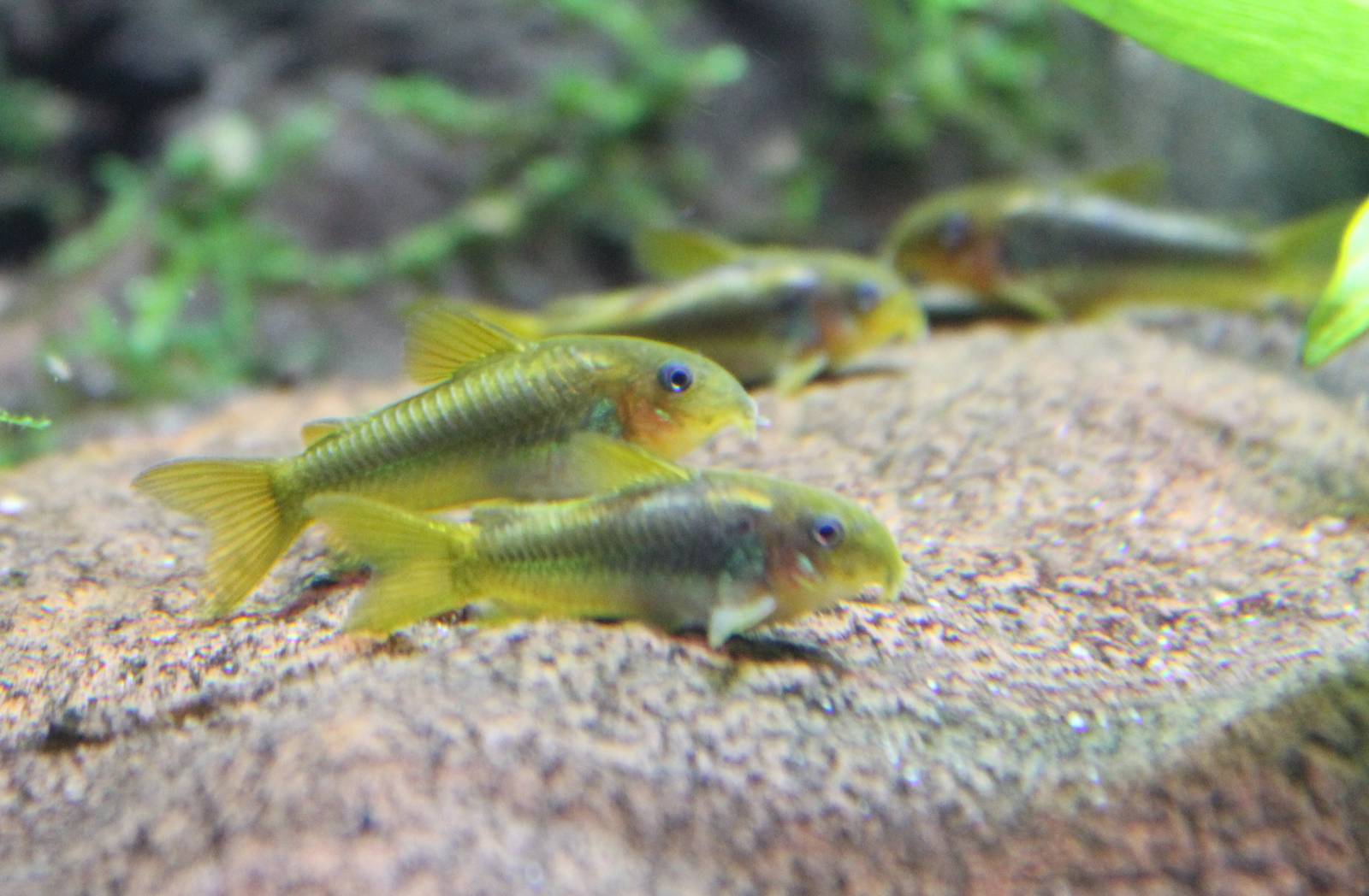 Corydoras cf melanotaenia