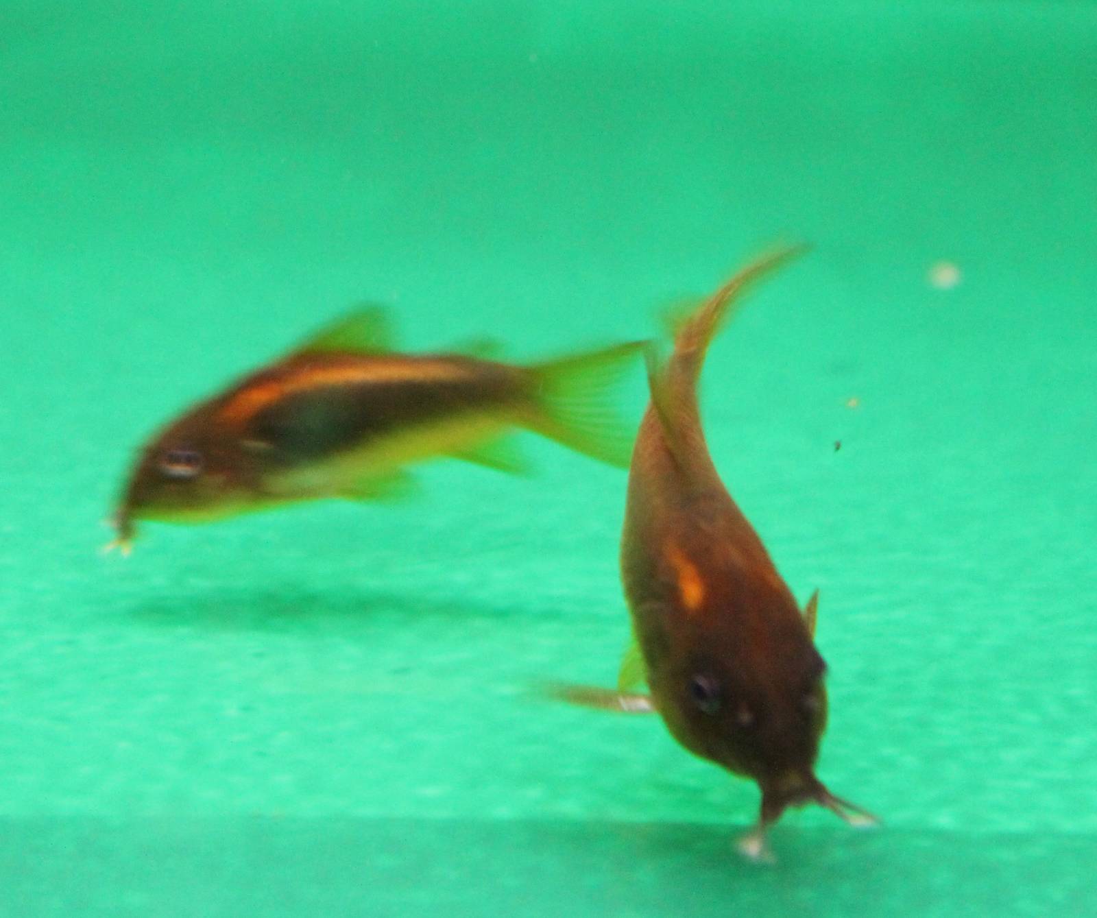 Corydoras cf melanotaenia