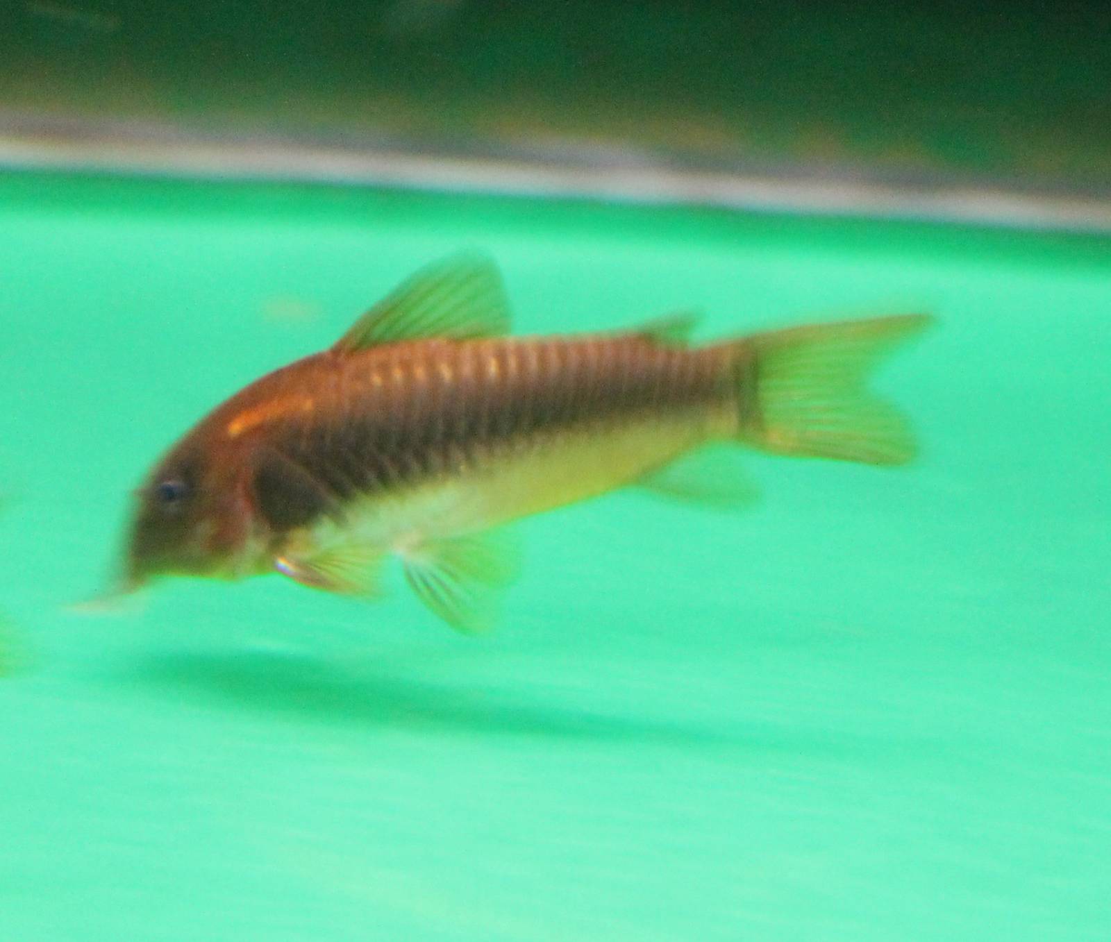 Corydoras cf melanotaenia