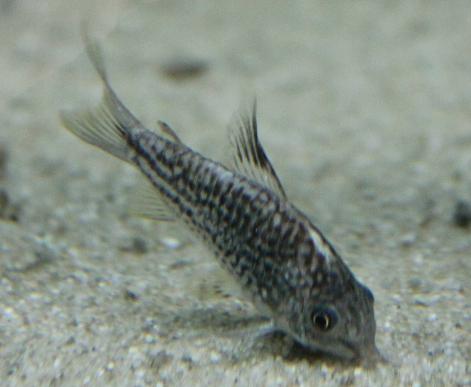 Corydoras cf napoensis
