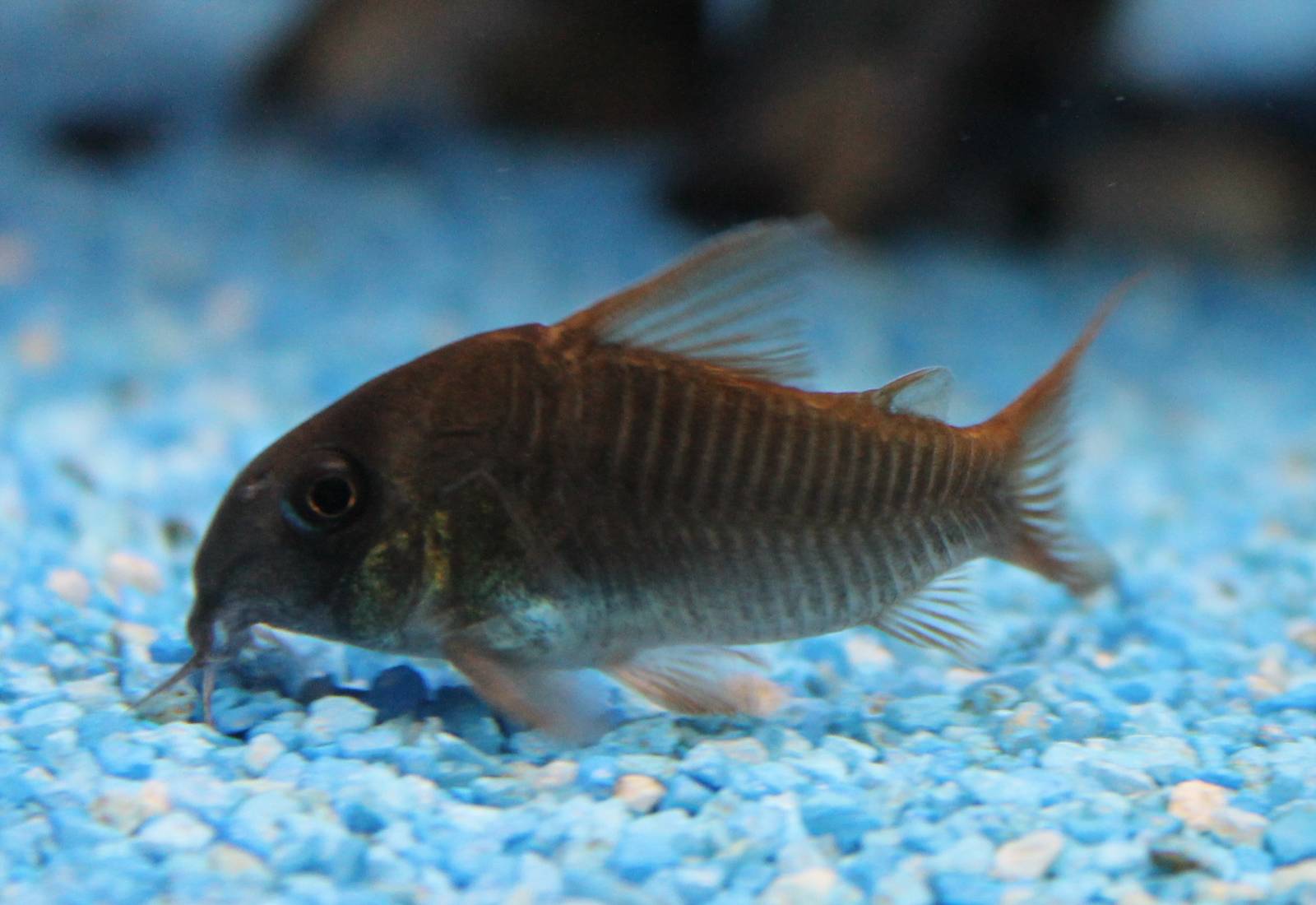 Corydoras concolor