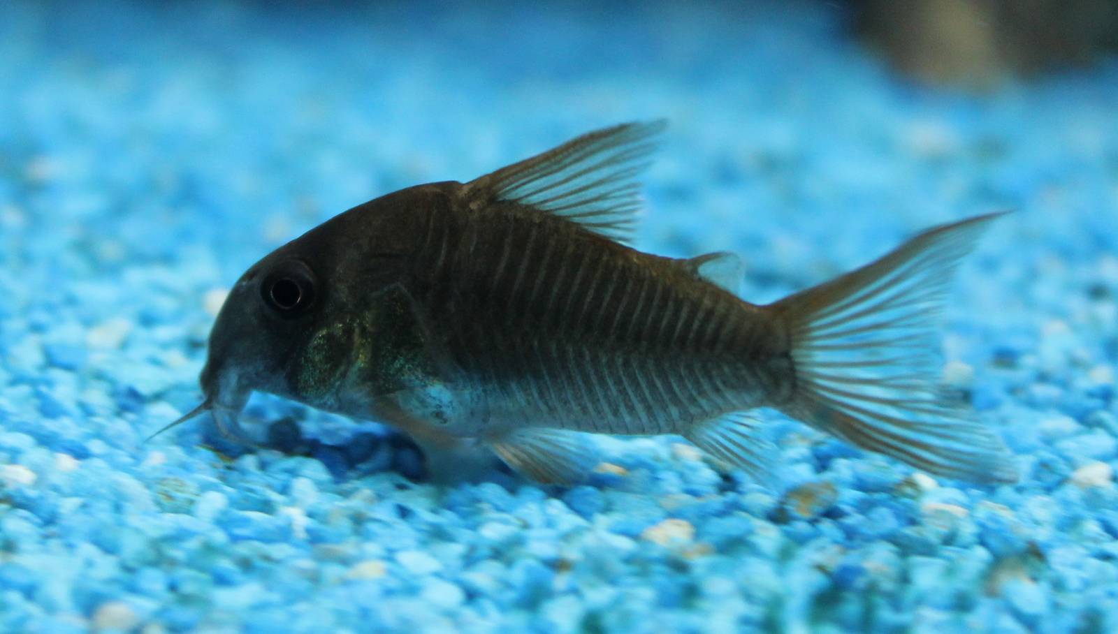 Corydoras concolor