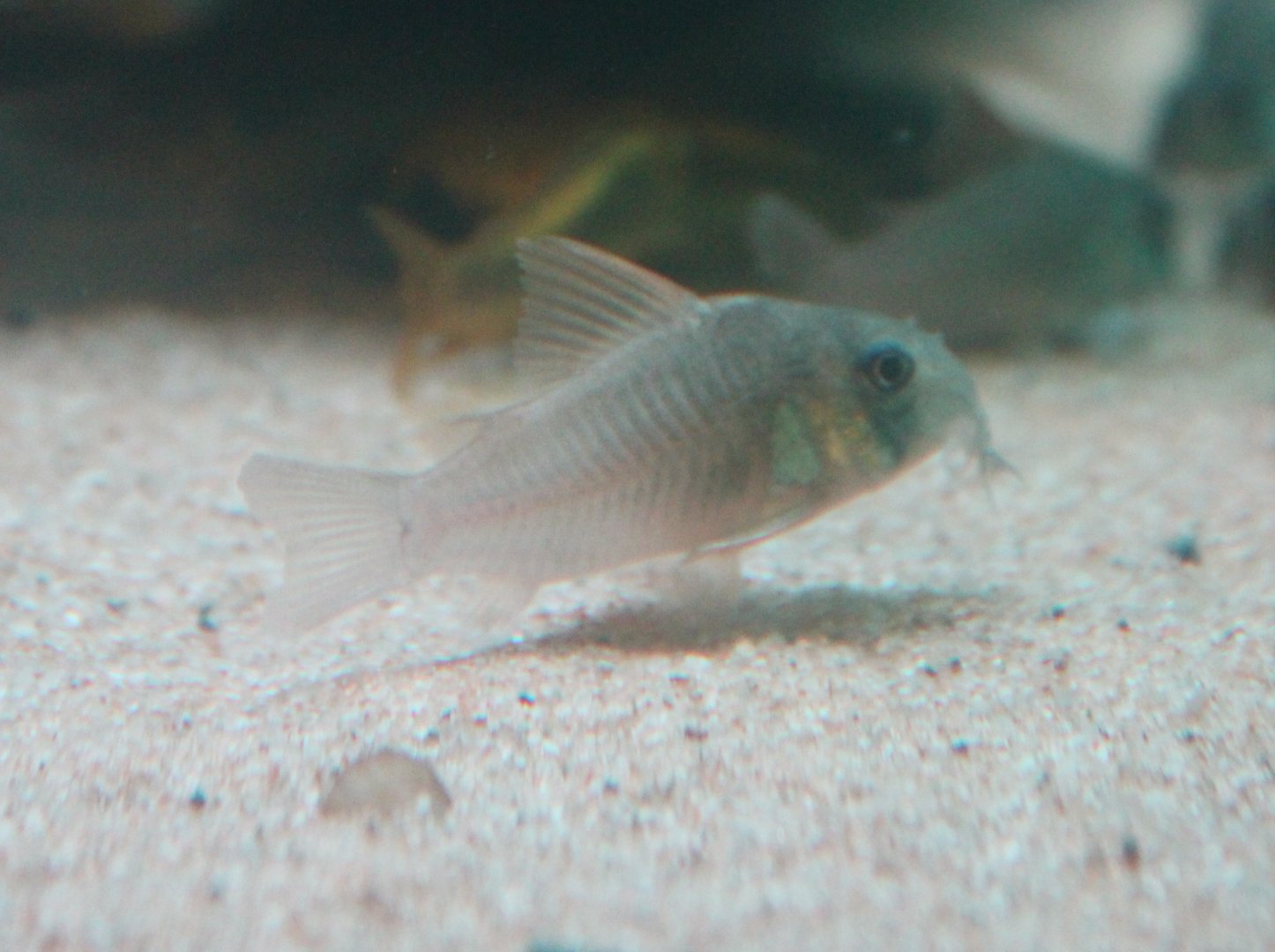 Corydoras concolor