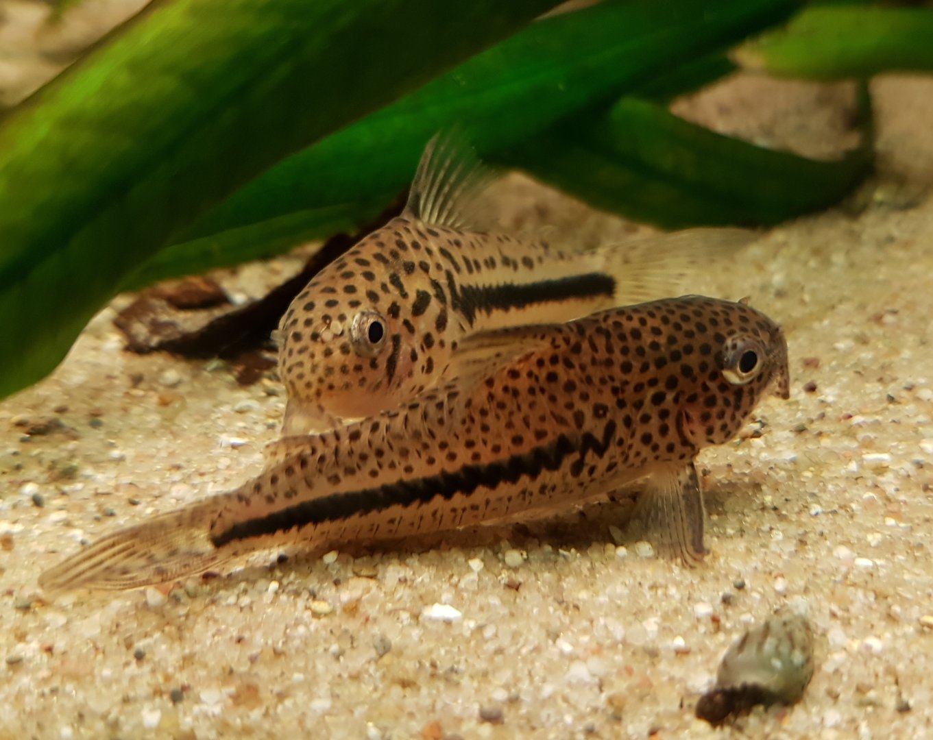 Corydoras coppenamensis