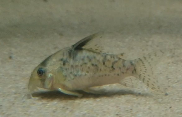 Corydoras delphax