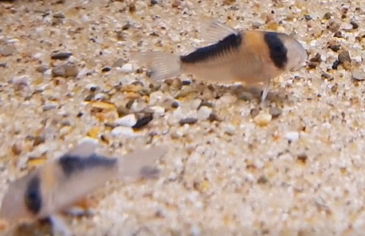 Corydoras duplicareus