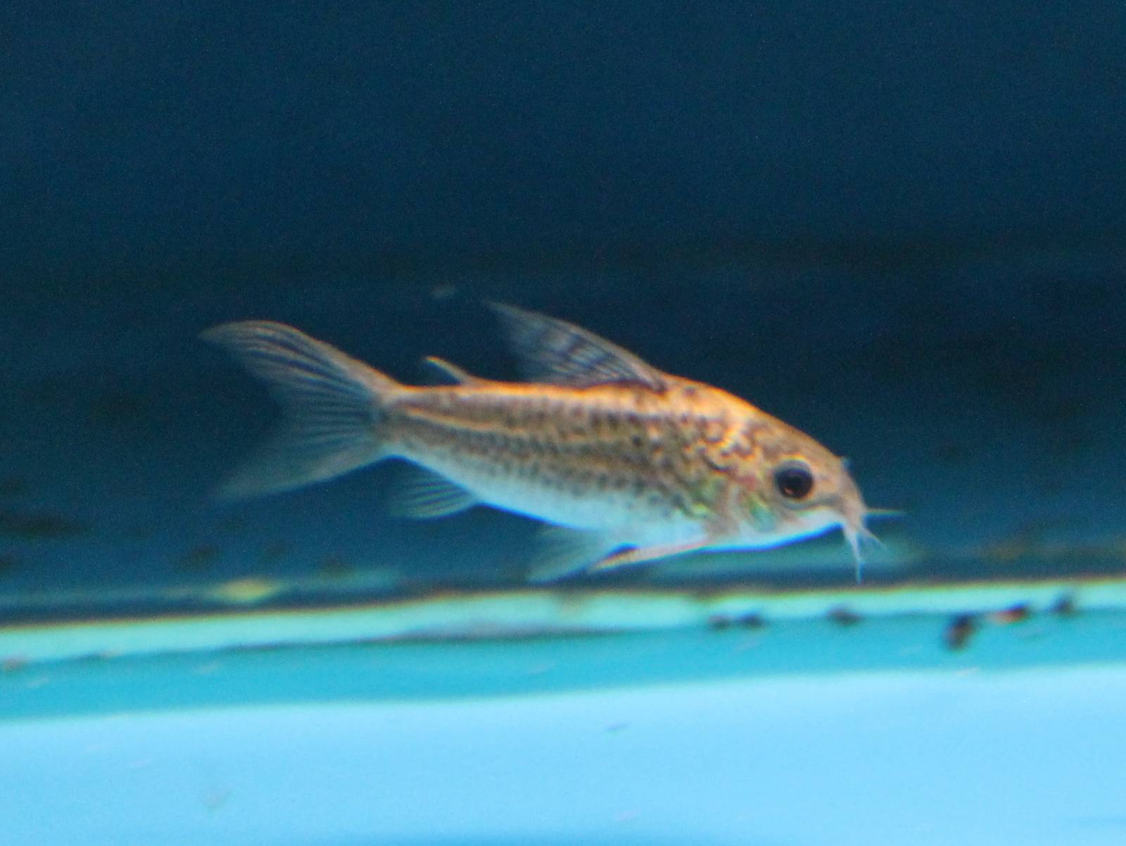 Corydoras elegans