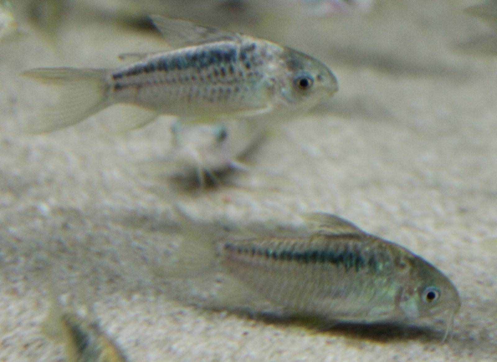 Corydoras elegans