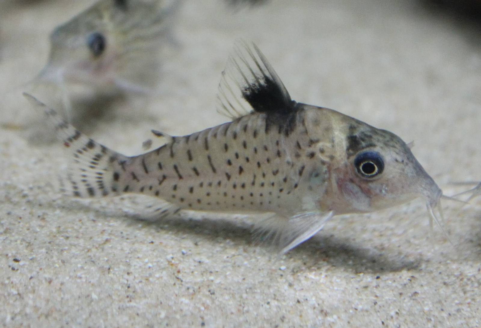 Corydoras ephippifer