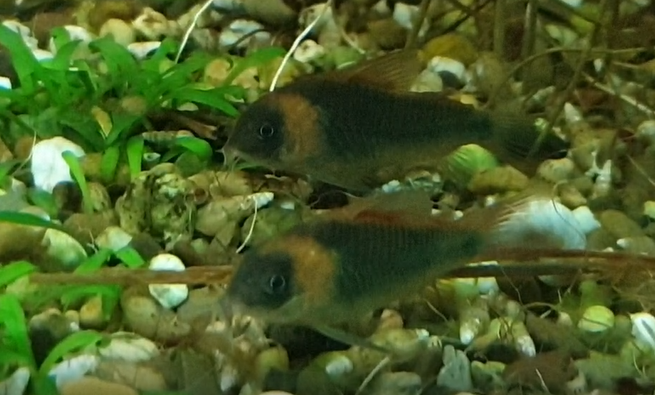 Corydoras eques