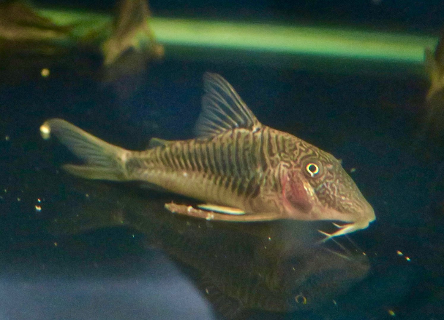 Corydoras geoffroy