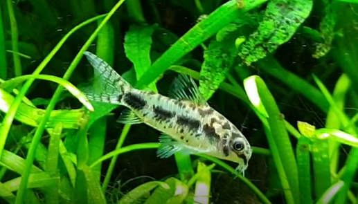 Corydoras habrosus
