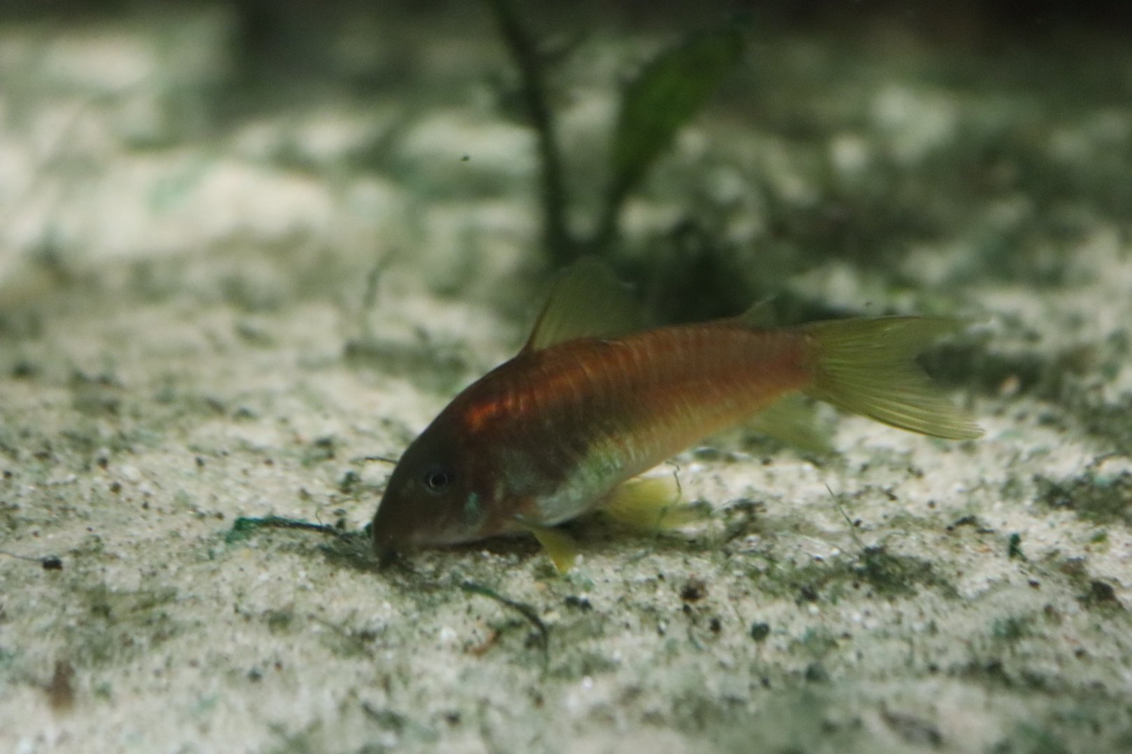 Corydoras ID - Bolton Museum