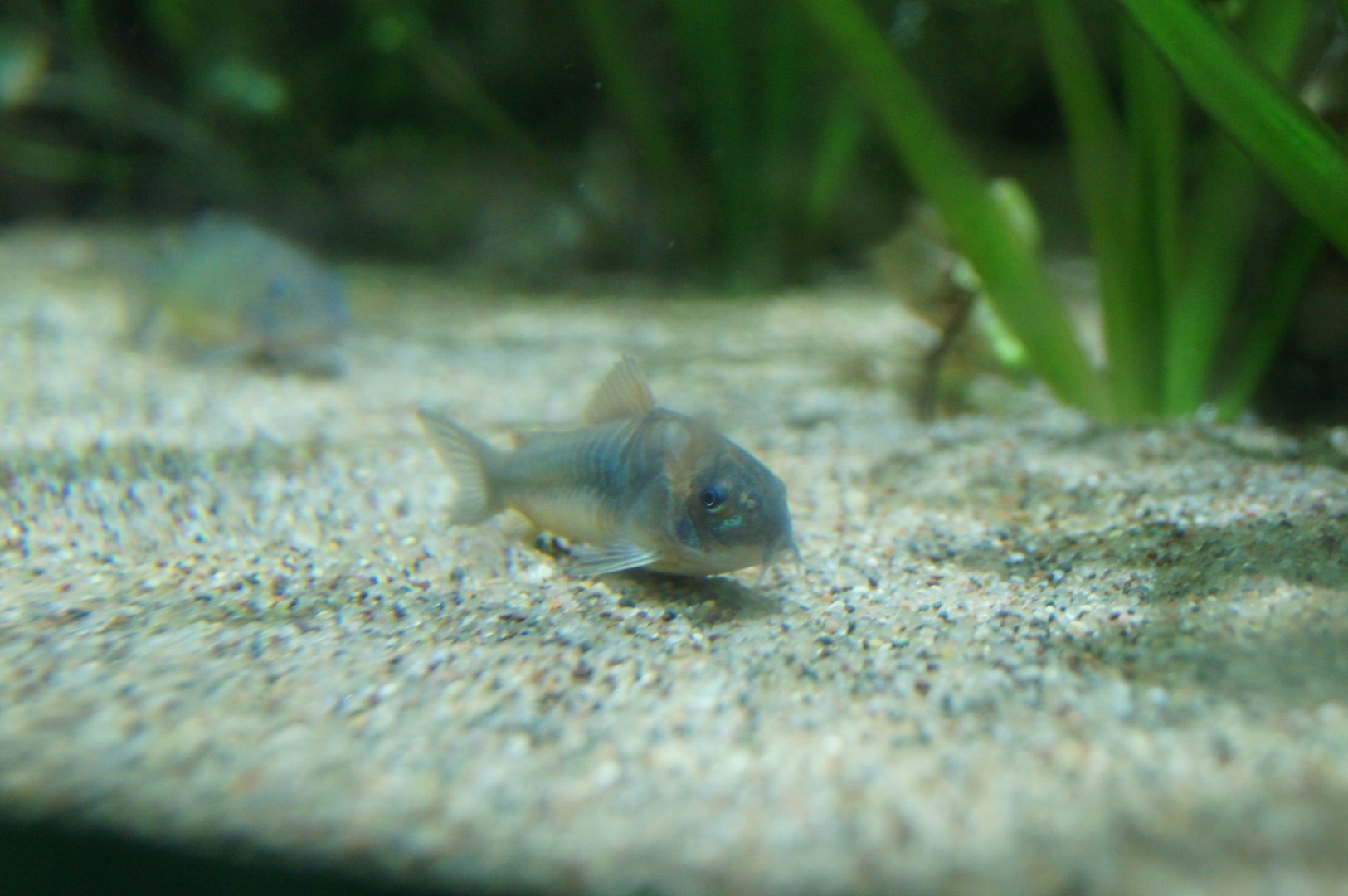 Corydoras ID - Shedd Aquarium (Nov 26, 2022)