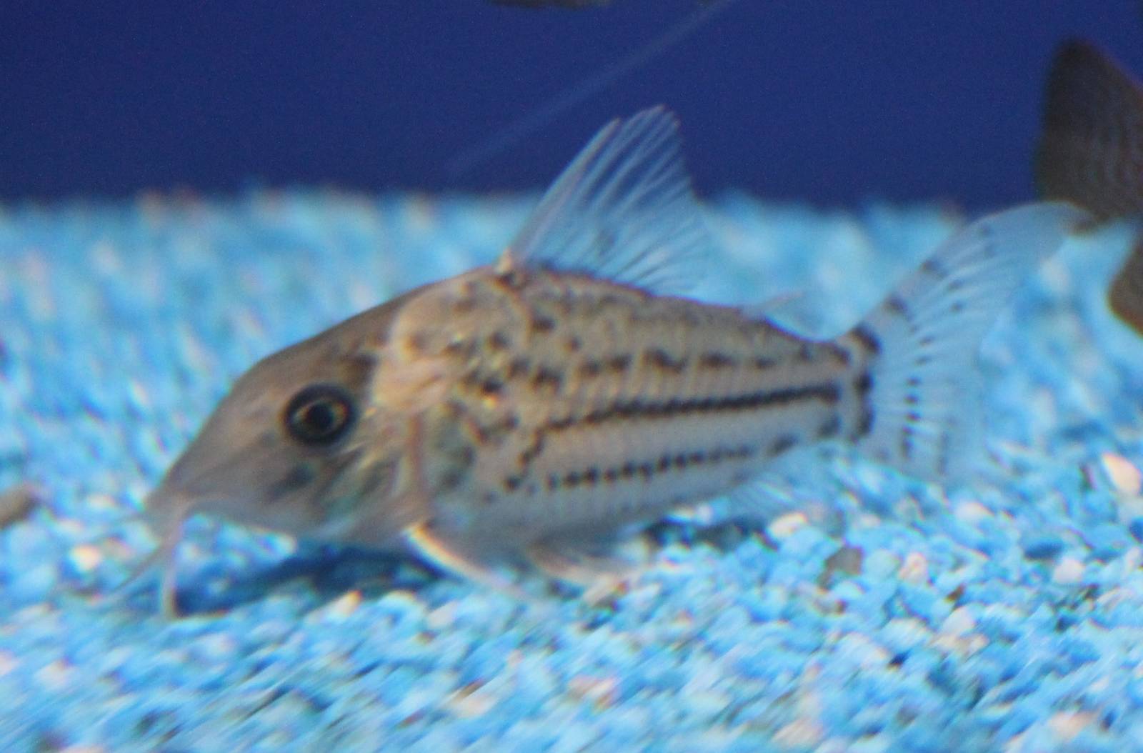 Corydoras ID