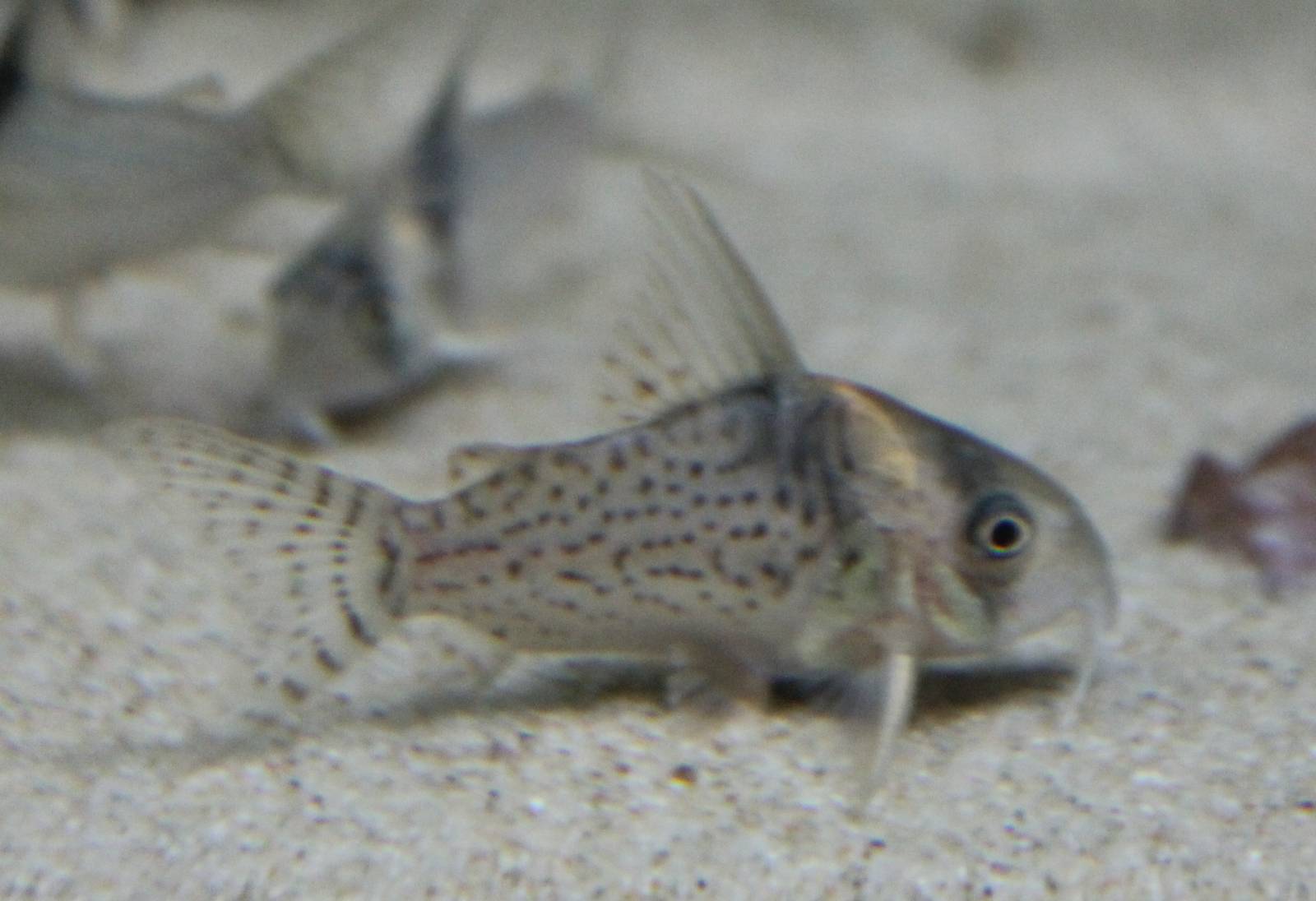 Corydoras ID