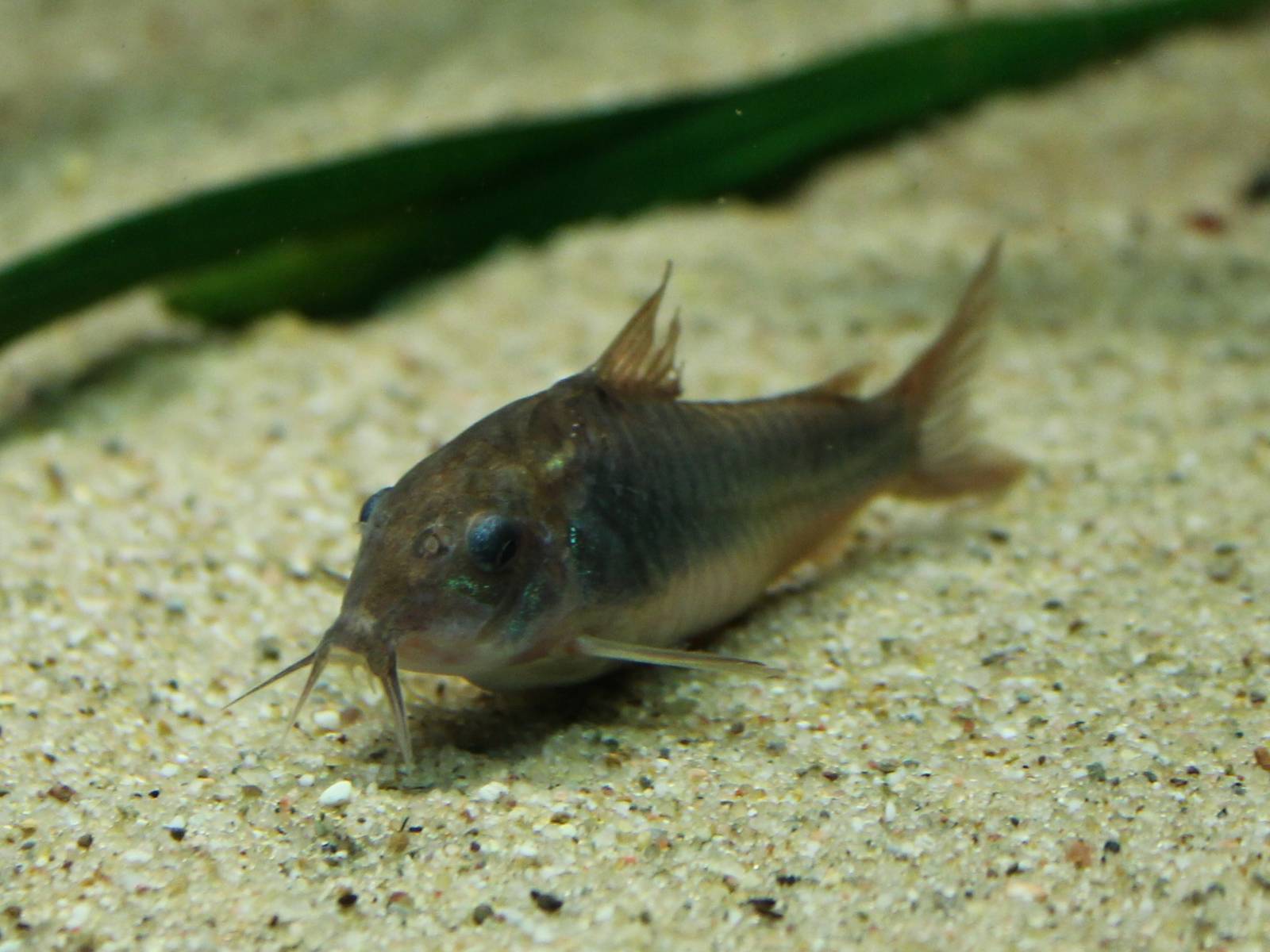 Corydoras ID
